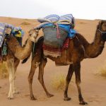 dromadaires-mohayut-maroc-désert