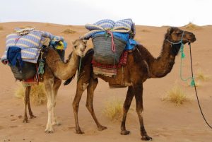 dromadaires-mohayut-maroc-désert
